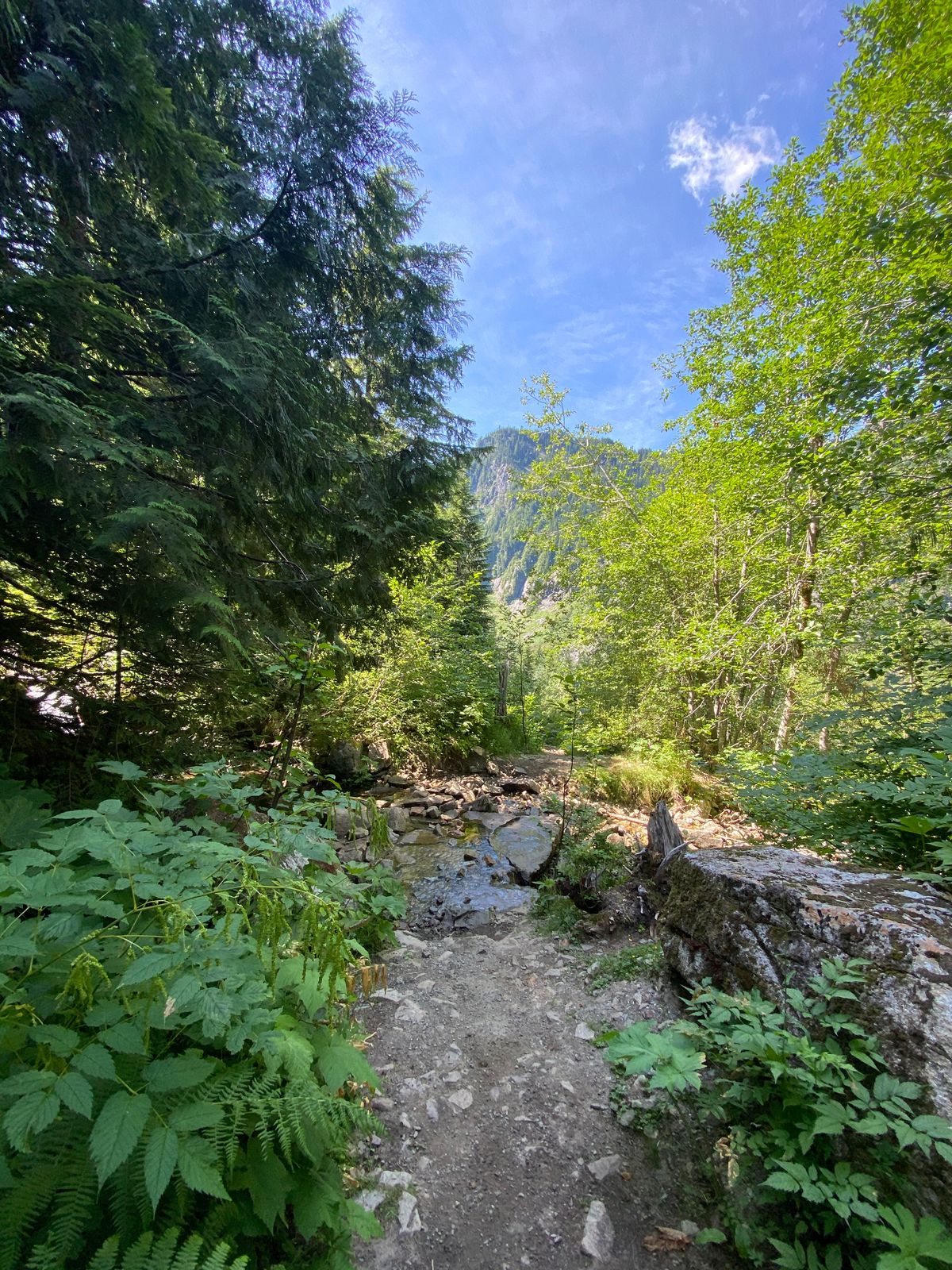 A hiking trail through forest with mountain peak in the background